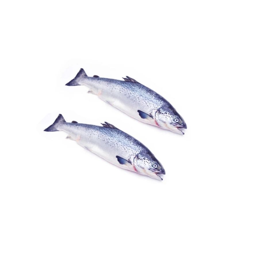 Frozen Salmon Atlantic 4-5KG
