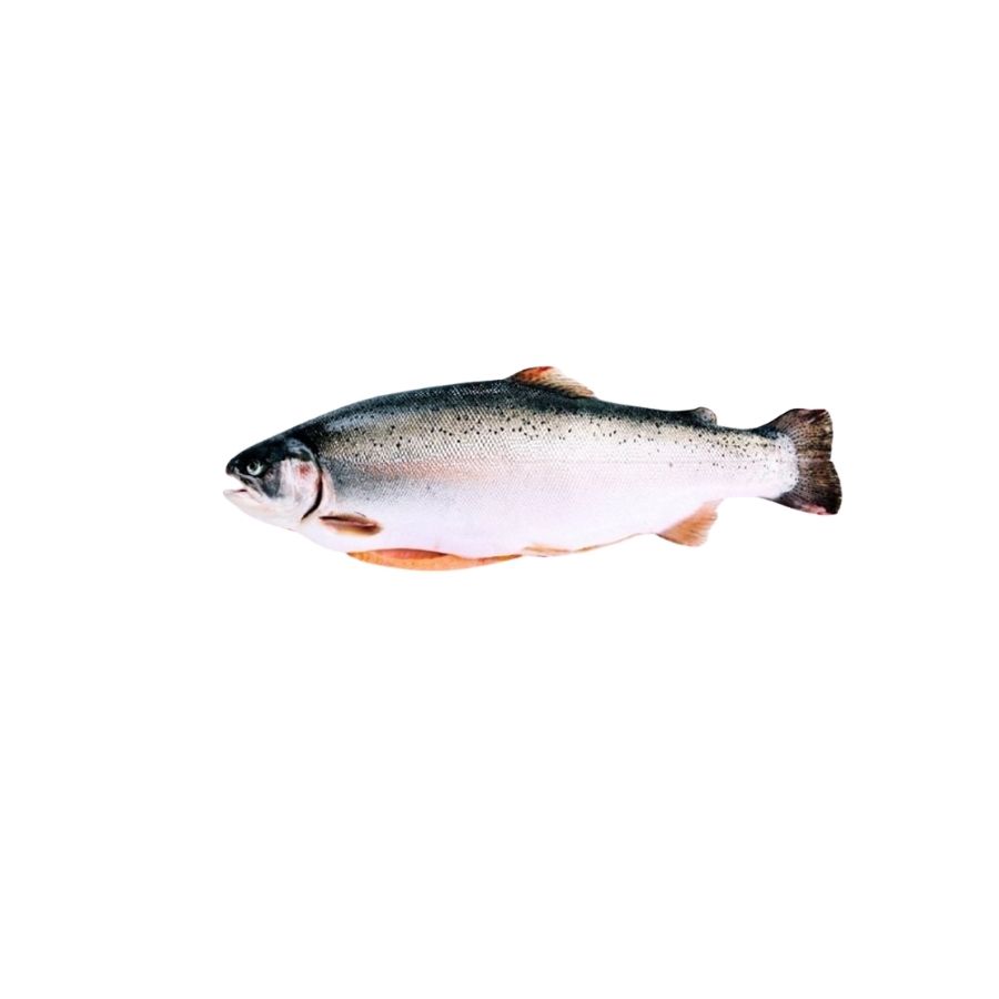 Frozen Salmon Trout 4-5KG.