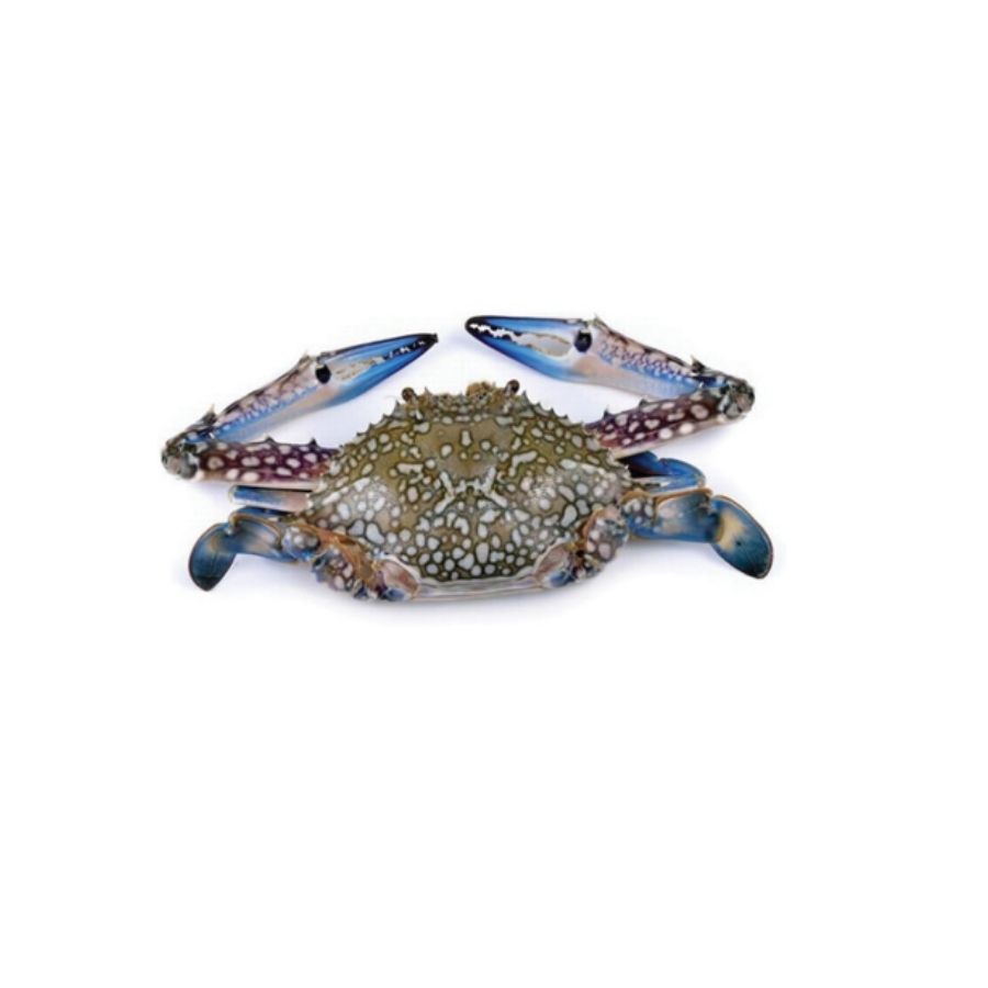 Seahorse Crab